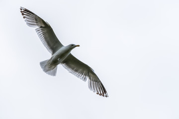 Seagull Flying in a Gray Sky