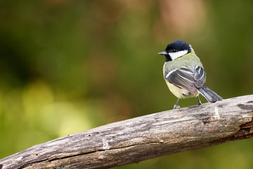 Fototapeta premium one great tit bird from behind perching on a branch and green nature bokeh background - parus major in Germany