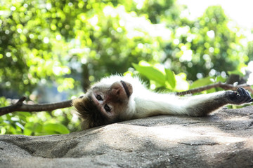 Funny monkeys in the jungles of Sri Lanka