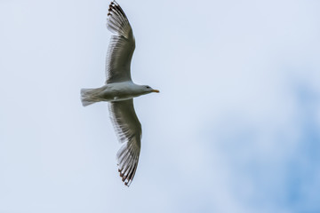 Seagull Flying in a Gray Sky