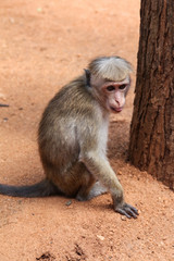 Funny monkeys in the jungles of Sri Lanka