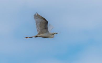 Great White Egret Flying in a Partly Cloudy Sky over a National Park in Latvia