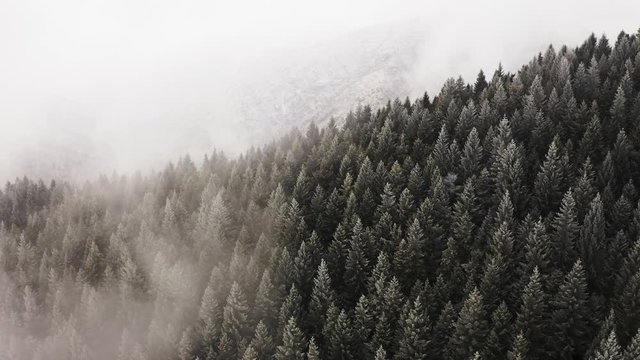 Snowy pine woods aerial in cloudy bad weather.Foggy mountain forest with ice frost covered trees in Winter drone flight establisher.