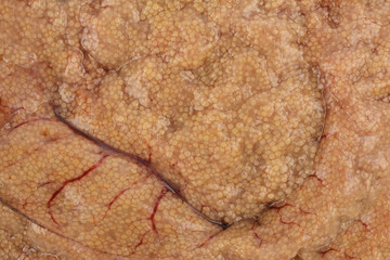 fish caviar