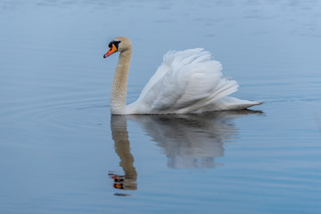 Swan on a Lake at a National Park in Latvia