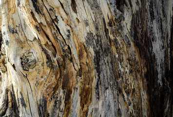 bark texture