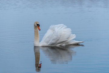 Naklejka premium Swan on a Lake at a National Park in Latvia