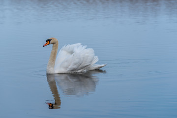 Swan on a Lake at a National Park in Latvia