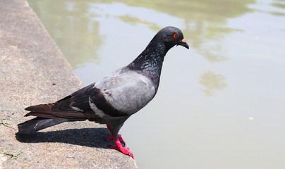 pigeon on a background