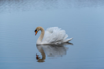 Swan on a Lake at a National Park in Latvia