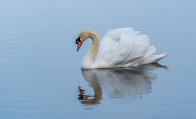 Obraz premium Swan on a Lake at a National Park in Latvia