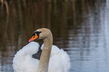 Swan on a Lake at a National Park in Latvia