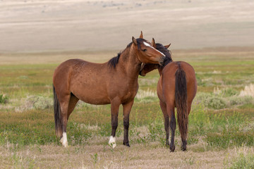 Pair of Wild Horses Interaction in Spring in Utah