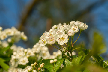 Weissdorn - Crataegus: Blütenstände