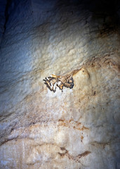 Fossilized Dugong Bones in the underground river of Palawan, UNESCO World Heritage Site as well as well as New7Wonders of Nature.