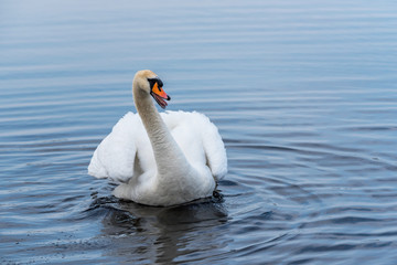 Obraz premium Swan on a Lake at a National Park in Latvia