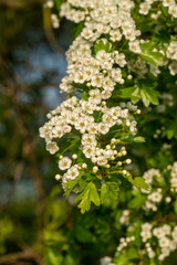 Weissdorn - Crataegus: Blütenstände