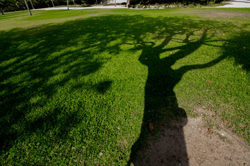 Tree shadow is projected on the grass ground