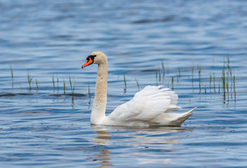 Swan on a Lake at a National Park in Latvia