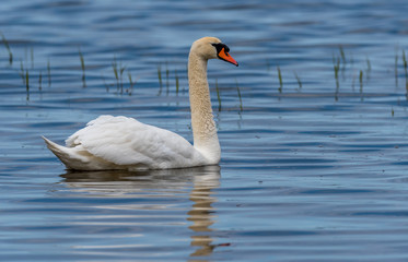 Swan on a Lake at a National Park in Latvia