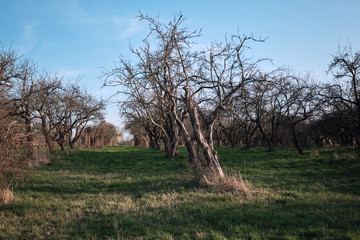 Alte Apfelbäume auf einer Streuobstwiese im Frühling beim Sonnenuntergang nahe Berlin