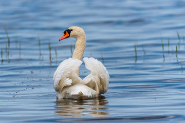 Swan on a Lake at a National Park in Latvia