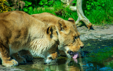 Obraz na płótnie Canvas Two lions drinking water on a hot summers day