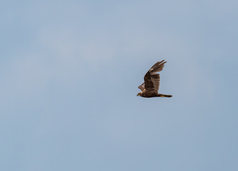 Western Marsh Harrier Flying in a Clear Blue Sky