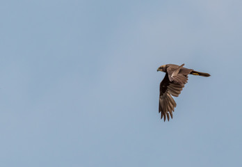Western Marsh Harrier Flying in a Clear Blue Sky