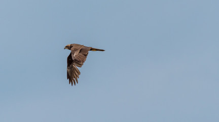 Western Marsh Harrier Flying in a Clear Blue Sky