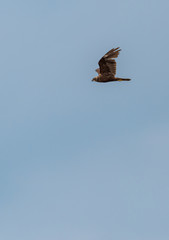 Western Marsh Harrier Flying in a Clear Blue Sky