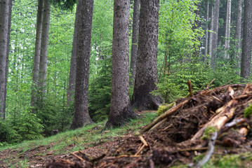 Wet spruce forest of Picea abies, with old and young trees. Grass and needles on the ground. Many spruce branches in the foreground to the right. Natural environment.