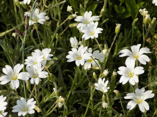 field of daisies
