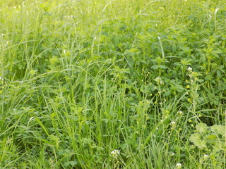 green grass in the field