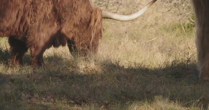 Highlanders grazing yellow grass. Long horns, summer.