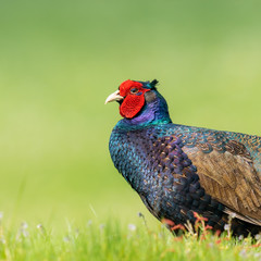 Variant Pheasant