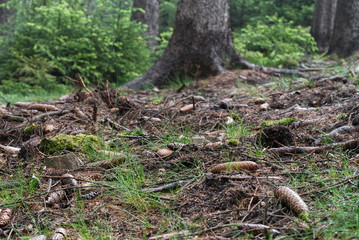 Naklejka na ściany i meble Fallen spruce cones and branches in the foreground. Grass and needles on the ground. Trunks of old spruce trees and young spruce trees on the background. Wet forest.