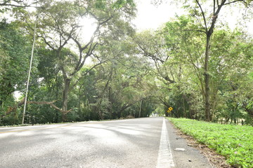 carretera calle rural arbol campo via naturaleza cesped verde señal 