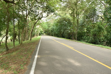 Fototapeta na wymiar carretera camino rural campo arbol verde bosque naturaleza
