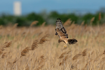 Weibliche Wiesenweihe im Anflug am Schilfgürtel