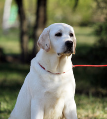 a yellow labrador in the park