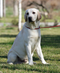 the yellow labrador in the park