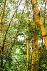Fototapeta premium Bamboo forest in Sri Lanka