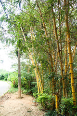 Bamboo forest in Sri Lanka