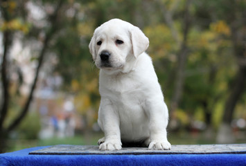 little labrador puppy on a blue background