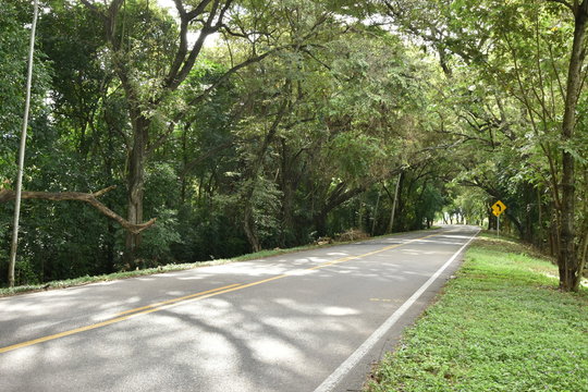 carretera camino calle via arboles bosque naturaleza rural