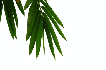 Bamboo leaves on white isolated background for green foliage backdrop 