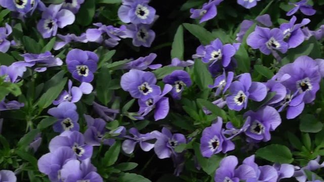 Overview of a bed with violet pansies in full bloom, scientific name Viola cornuta