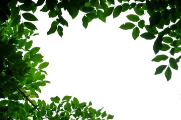 Naklejka premium Tropical tree leaves on white isolated background for green foliage backdrop 