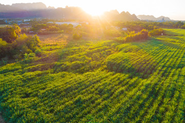 Sugarcane plantation field aerial view